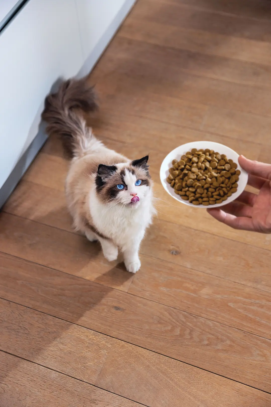 Gatto che guarda ciotola con cibo Hill's in mano al padrone