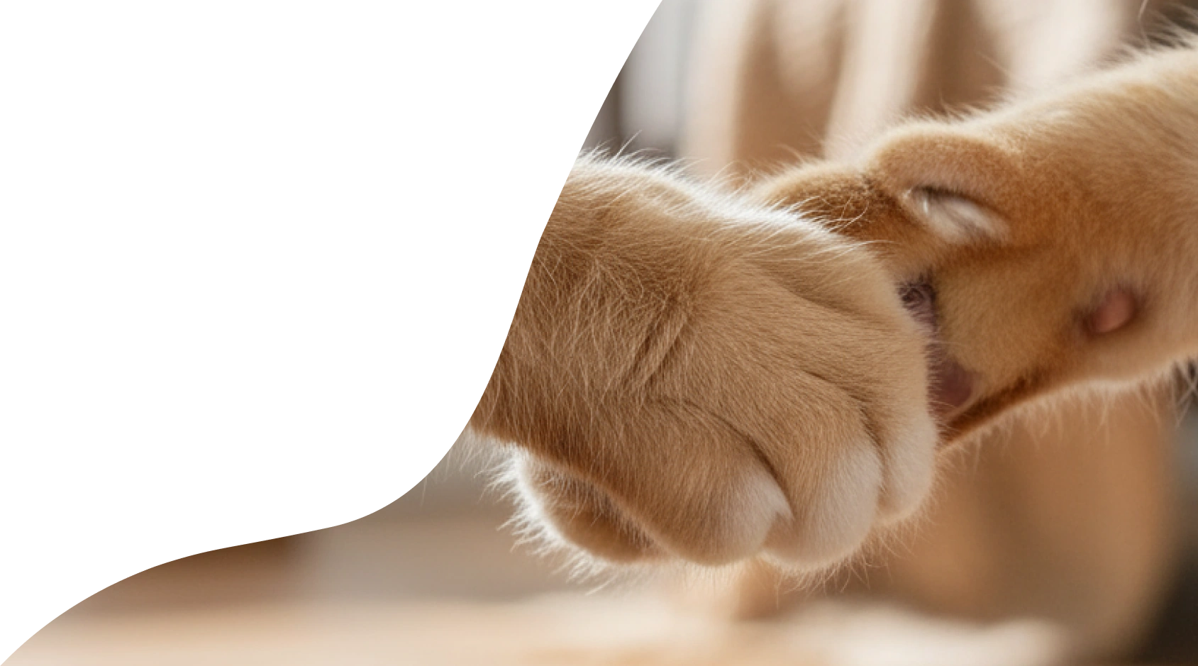 Zampe di animali che emulano lo stringere una collaborazione