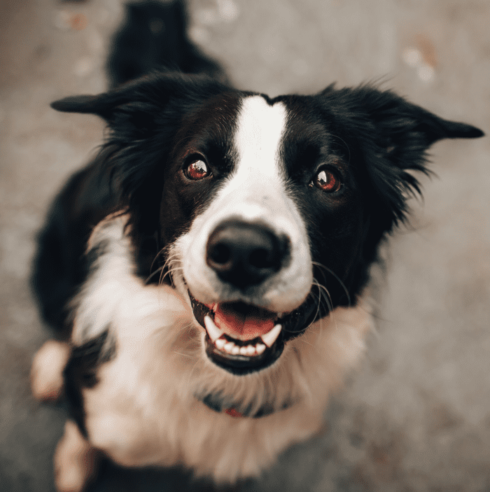 Foto dell'animale