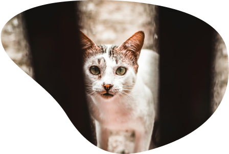 Gatto in cerca di adozione