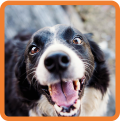 Foto di una volontaria di empethy che abbraccia un cane
