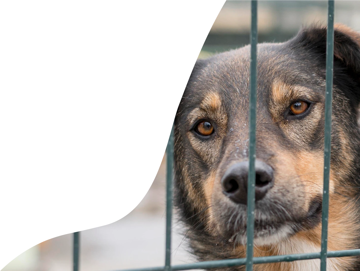 Adozioni responsabili degli animali - cane randagio in attesa di adozione