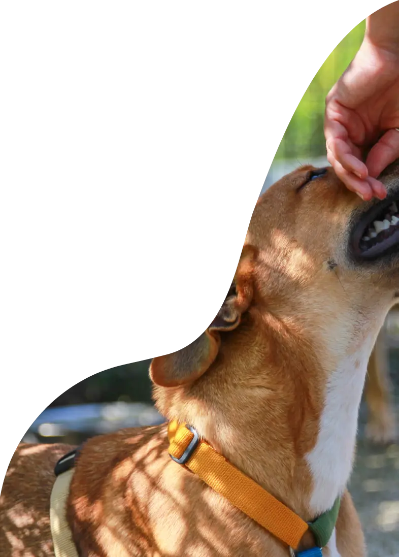 Aziende che supportano Empethy - cane che chiede coccole al padrone