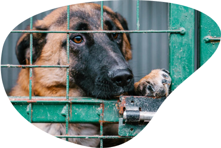 Cane in cerca di adozione